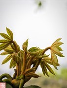 2025.4.4春天的花（17）