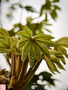 2025.4.4春天的花（17）