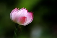 荷花—多重曝光