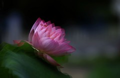 荷花—多重曝光