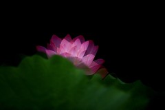 荷花—多重曝光