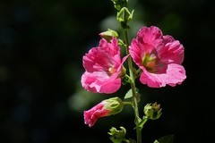 2026116 蜀葵花