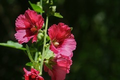2026116 蜀葵花