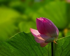 清荷沐影  莲间流光