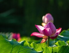 清荷沐影  莲间流光