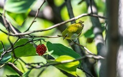 绣眼鸟（三十六）