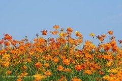 海珠湖硫磺菊（二）