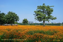 海珠湖硫磺菊（二）