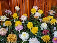 2026年- 陶然亭公园菊花展-0652