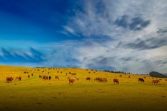 新疆喀拉峻草原 17