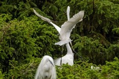 鹜岛里的白鹭（59）