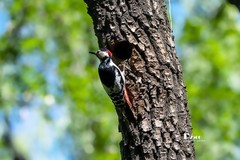 林中啄木鸟（36）