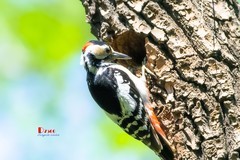 林中啄木鸟（36）