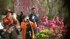 桃花拍客（二）