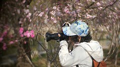 桃花拍客（二）