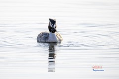 玉龙湖之悦（10）