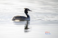 玉龙湖之悦（10）