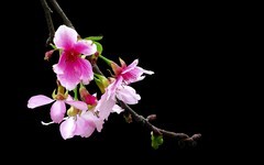 [26101] 海珠湿地的樱花