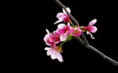 [26101] 海珠湿地的樱花