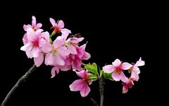 [26101] 海珠湿地的樱花