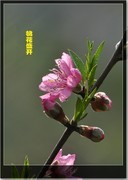 碧桃花