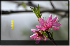 碧桃花