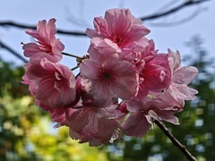 拍摄花卉一（974）