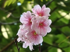 拍摄花卉一（974）