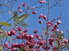 拍摄花卉一（974）