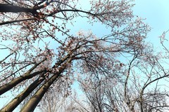 湖南省森林植物园樱花--3
