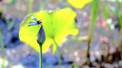 小荷尖尖角，蜻蜓立上头