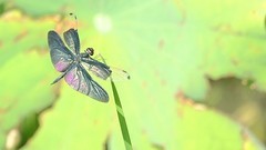 小荷尖尖角，蜻蜓立上头