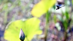 小荷尖尖角，蜻蜓立上头