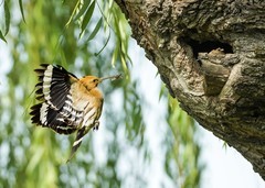 戴胜育雏（28）