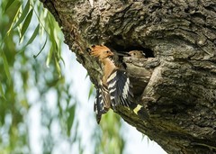 戴胜育雏（28）