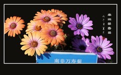 艳丽漂亮的南非万寿菊