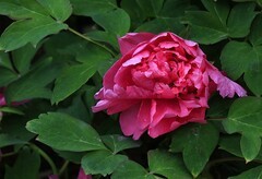 2102【不老松：纪实摄影】牡丹花！ 唯有牡丹真国色，花开时節动京华！ (4)
