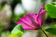 铁线莲（一）