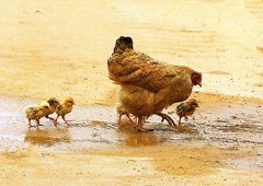 1262【不老松：二游海南纪实】临高长島兰湾邻村村民饲养的鸡，妈妈带着宝宝在觅食！