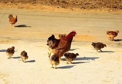 1262【不老松：二游海南纪实】临高长島兰湾邻村村民饲养的鸡，妈妈带着宝宝在觅食！