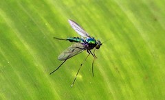 1263【不老松：二游海南纪实】临高长島兰湾的长足虻！