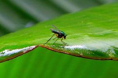 1263【不老松：二游海南纪实】临高长島兰湾的长足虻！