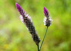 1264【不老松：二游海南纪实】临高长島兰湾的青葙!