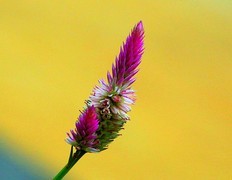 1264【不老松：二游海南纪实】临高长島兰湾的青葙!