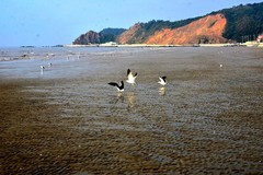 丹东——大鹿岛（5）