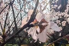 【镜头里】第1632号：桃花朵朵迎春绽放（二）