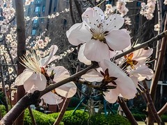 【镜头里】第1632号：桃花朵朵迎春绽放（二）