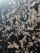 【镜头里】第1632号：桃花朵朵迎春绽放（二）