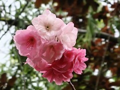 拍摄花卉一（976）