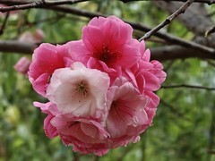 拍摄花卉一（976）